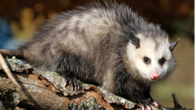 tñacuache