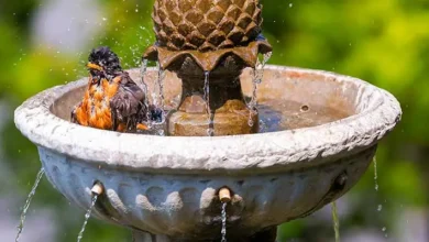 Bird Water Fountains