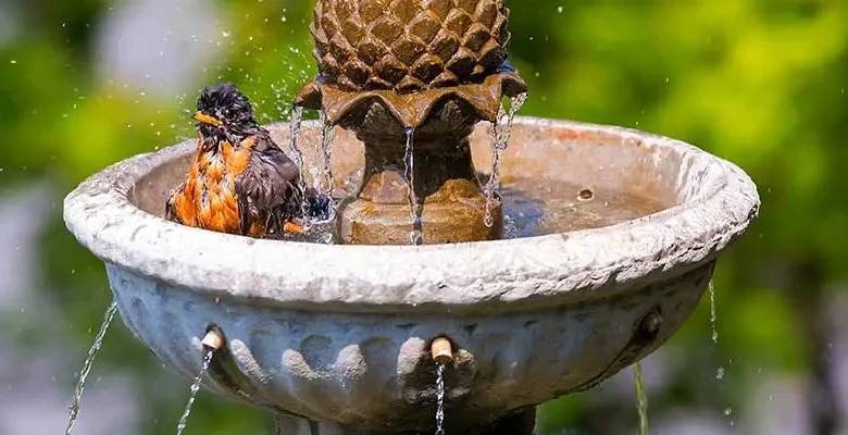 Bird Water Fountains