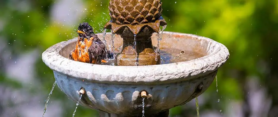 Bird Water Fountains