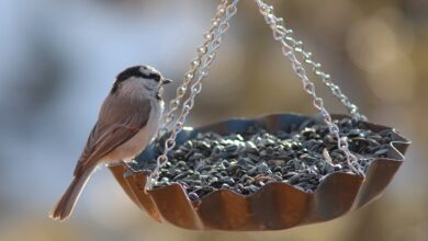 Innovative Bird Feeders: Modern Designs for a Natural Experience