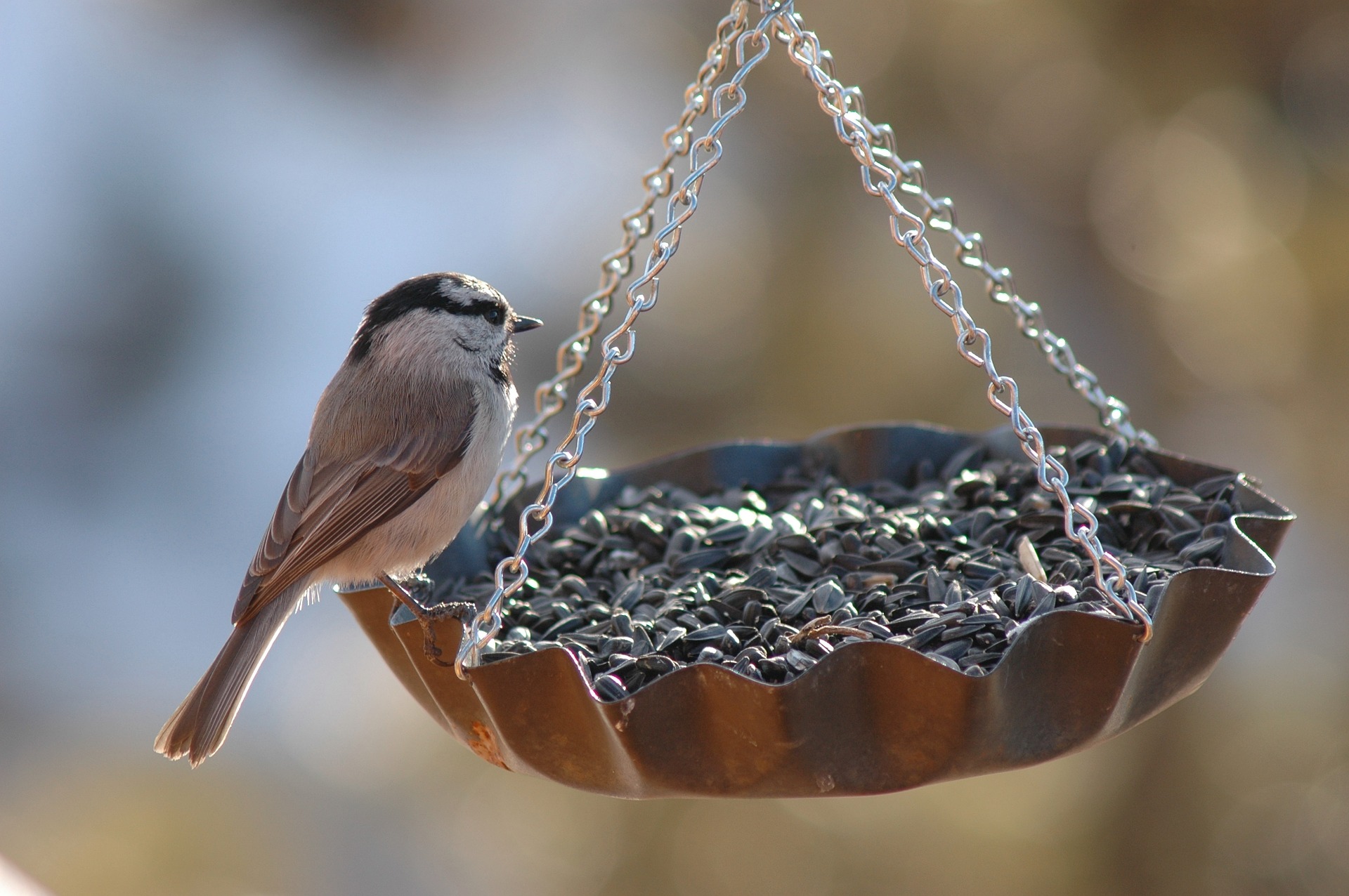 Innovative Bird Feeders: Modern Designs for a Natural Experience