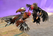 Da Ga Thomo – The Spirit and Tradition of Vietnamese Cockfighting