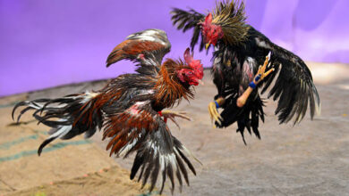 Da Ga Thomo – The Spirit and Tradition of Vietnamese Cockfighting