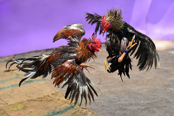 Da Ga Thomo – The Spirit and Tradition of Vietnamese Cockfighting